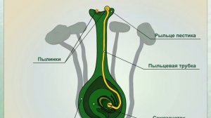 двойное оплодотворение у цветковых растений   ( тема 7 класса так же огэ и впр )