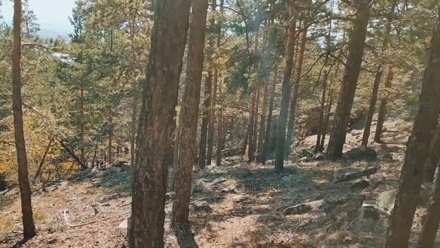 Нашел убежище в лесу!!! Поиск с металлоискателем по следам старых охотников. смотреть онлайн