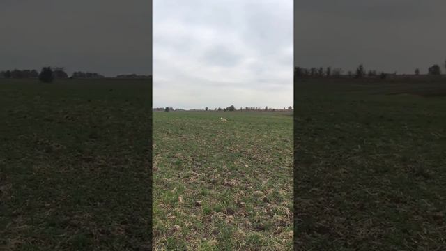 Акита. Запорожье 22 октября 2018. Самостоятельная прогулка без поводка