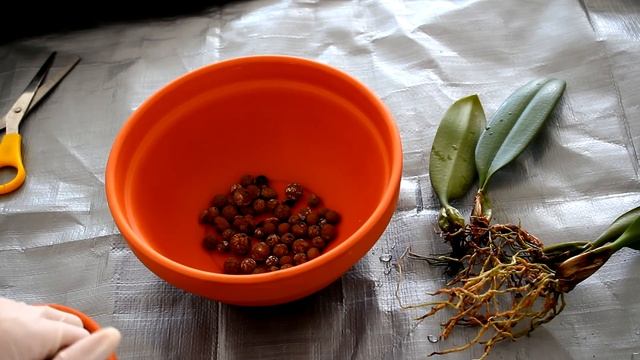 Normal Seramis vs. Orchitop Seramis - which is better for Orchids? смотреть онлайн