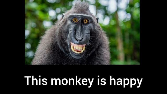 types of monkey(Deep Analysis). this video is a conclusion of a research conducted on Amazon.com смотреть онлайн