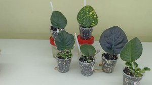 Почему укорененный лист фиалки не дает деток? Причины и решение!