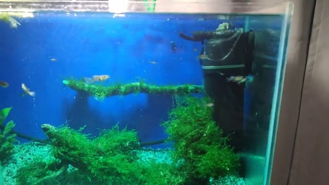Запускаю новых сомов псевдоскат и звёздчатых в аквариум на 80 литров с гуппи гол смотреть онлайн