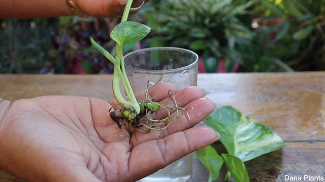Easy way to grow money plants in the water. смотреть онлайн