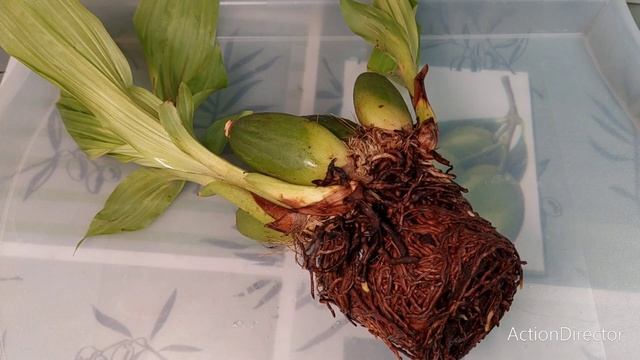 Ликаста-Lycaste Chita Impulse-Зимняя Посадка Новой Орхидеи