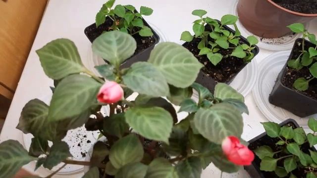 Что отрезать у Бальзамина?/Формируем ровный кустик для красивого цветения/ Сажаем черенки Бальзамин