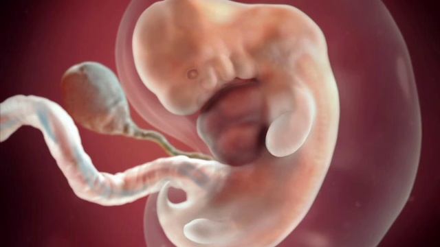 Java e 7 e Shtatzanise. Cfare pritet te ndodhe gjate kesaj jave? смотреть онлайн