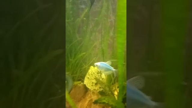 Мешкожаберный сом в общем аквариуме смотреть онлайн