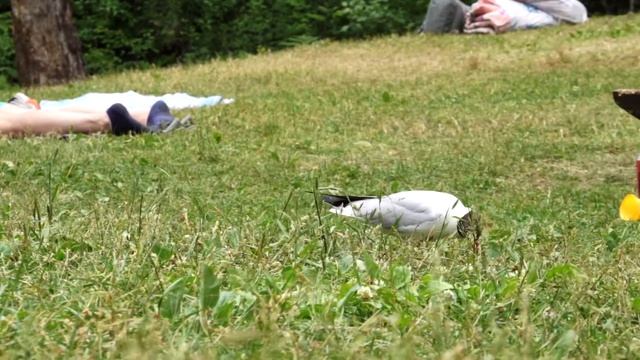Чайка, жизнь птиц, bird life, Vogelleben смотреть онлайн