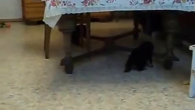 Утреннее кормление    ЗВУК!!