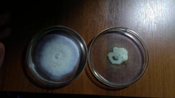 Chaetomium Cupreum, Gliocladium Catenulatum