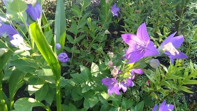 Ширококолокольчик Алина хозяйка смотреть онлайн