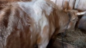 Отел . Корова. Признаки скорого отела!