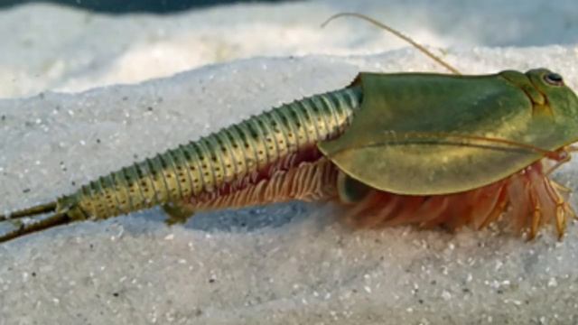 Giant Godzilla Triops Explained