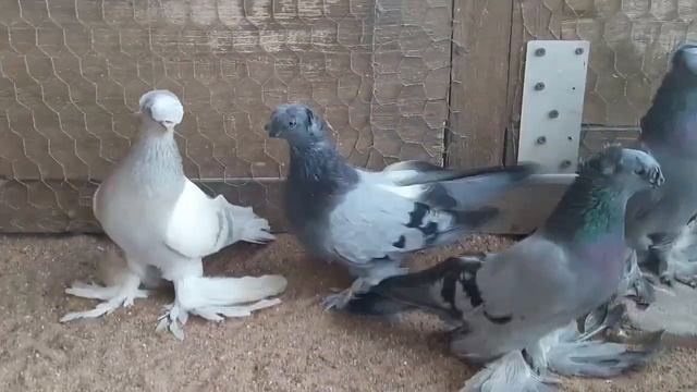 СИЗЫЕ ДВУХЧУБЫЕ ГОЛУБИ  PIGEONS  TAUBE #Gulsarino