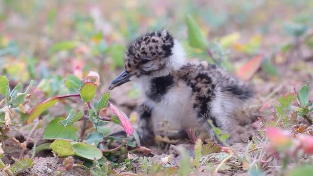 Птенец Чибиса. Lapwing Chick смотреть онлайн
