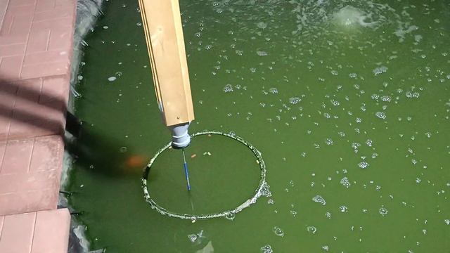 6-ой день работы УФ лампы, уже видно рыбу!!! Цветет вода в пруду. Разведение карпов кои в теплице. смотреть онлайн