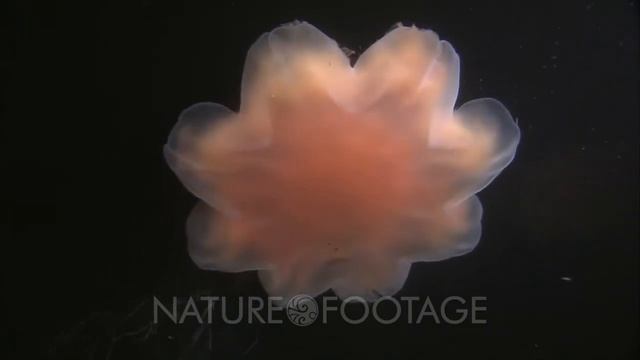 Giant Lion's Mane Jelly (Cyanea Capillata) смотреть онлайн