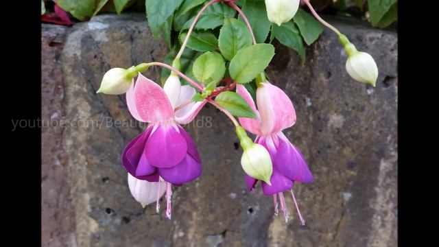 Fuchsia Flowers смотреть онлайн