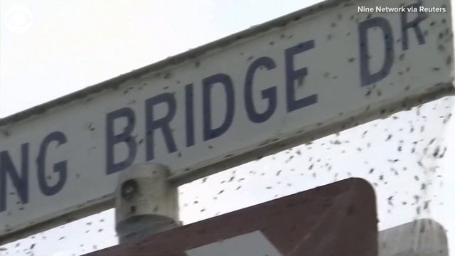 Spiders spin webs on tall grass and street signs in Australia смотреть онлайн