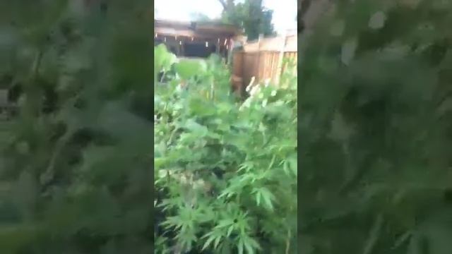 Ganja Farmer Episode 7 смотреть онлайн
