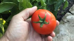 ЛУЧШИЕ СОРТА ТОМАТОВ для открытого грунта: низкорослые и высокорослые сорта и гибриды F1 помидоры