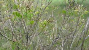 Аморфа Кустарниковая (Amórpha fruticósa) Пыльценос и Медонос