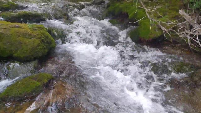 я купаюсь в горной речке. звери Крыма смотреть онлайн