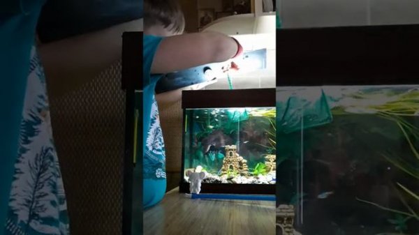 Как надо ухаживать за аквариумом на 50 литров..👍👍👍👍👍👍