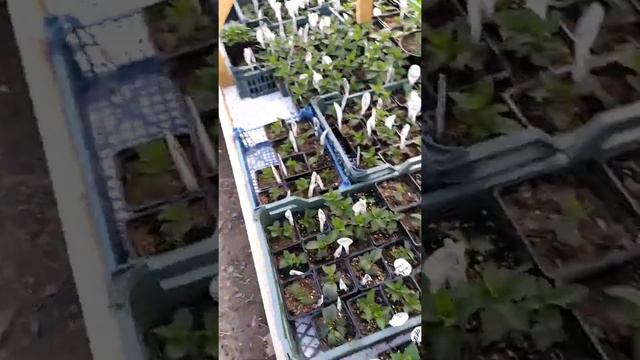Детский сад для доращивания ранневесеннего черенкования смотреть онлайн