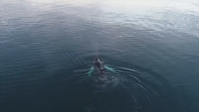 Японский гладкий кит. Самый редкий кит в мире. смотреть онлайн