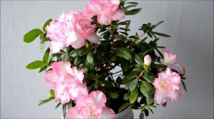Азалия домашняя. Фото и видео цветения азалии