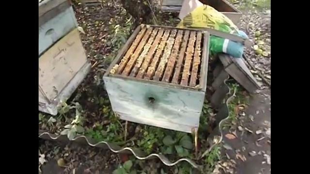 поздний расплод в семье пчел в сентябре - что делать в такой ситуации - часть 1 смотреть онлайн