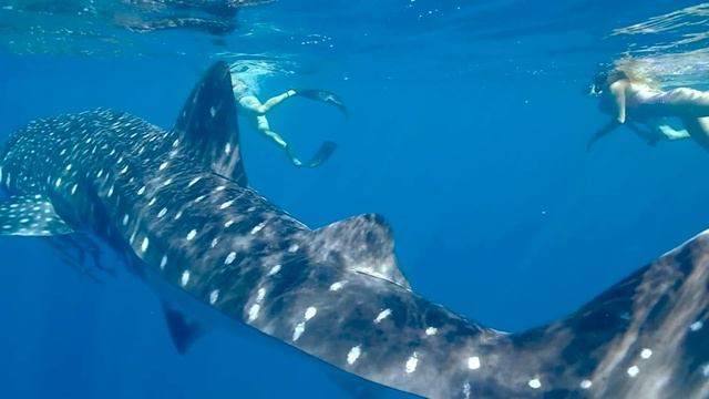 Niwel - Summer Breath