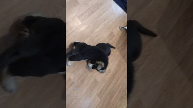 Щенки ВЕО 27.11.23 Продажа смотреть онлайн