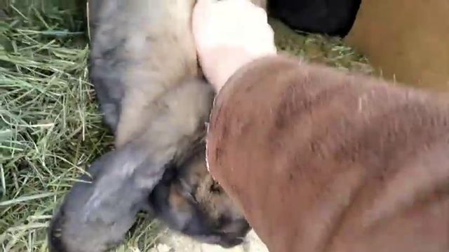 ОБЗОР!?Как подросли крольчата!? Кролики породы Рекс и Французский баран. Крольчатам 1 месяц. смотреть онлайн