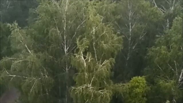 Что то непонятное среди деревьев во время грозы смотреть онлайн