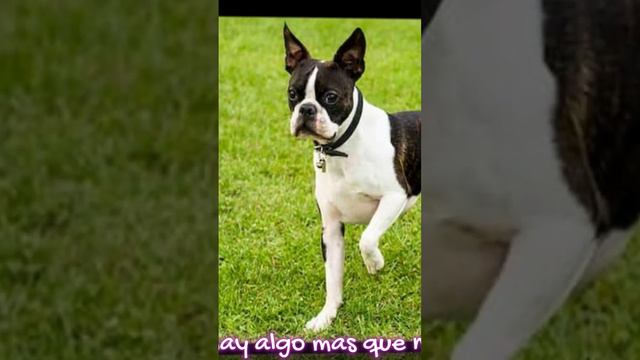 Por Qué Hay Perros Que No Tienen Cola.