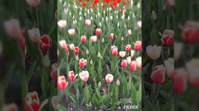 Цветут тюльпаны на ВДНХ! смотреть онлайн