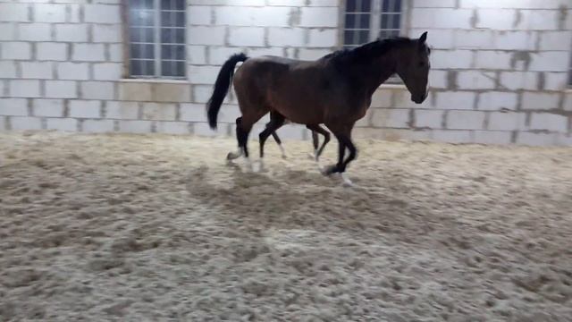 Русское конное племенное хозяйство Грабовских. Жеребец РУССКИЙ МИЛОРД.Три дня смотреть онлайн