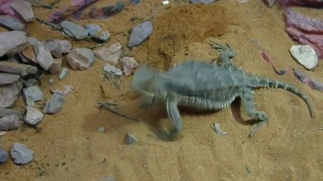 Phrynosoma asio смотреть онлайн