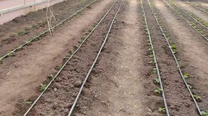 как устроен тёплый пол в моей теплице.