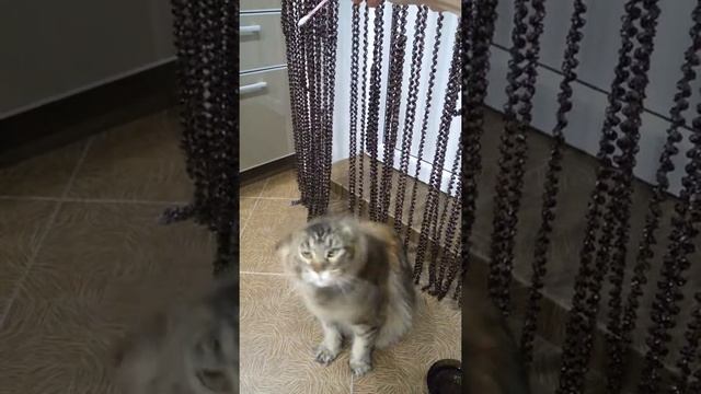 Я твоя кошка. Мейн-кун после мытья))) смотреть онлайн