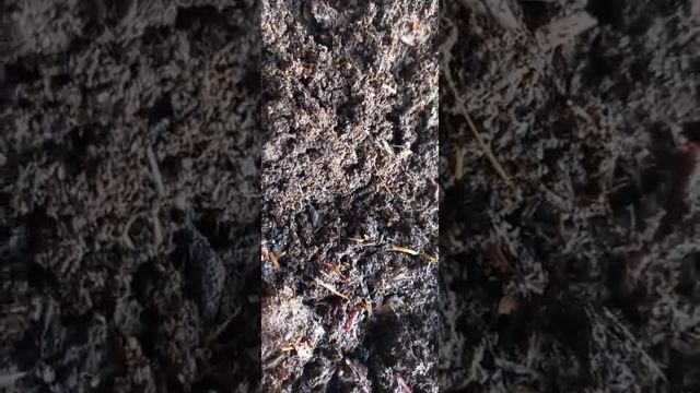 N90. Калифорнийские черви в Таджикистане. Тажрибамиз махсули. тел. 929312345