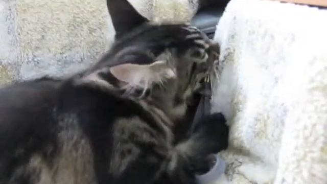 Алекс и фотоаппарат # Котенок Мейн кун смотреть онлайн