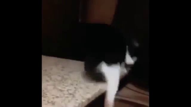 Сборник Убойных Приколов(СУП) №123 (Приколы 2015, подборка приколов, сборник приколов,Vine