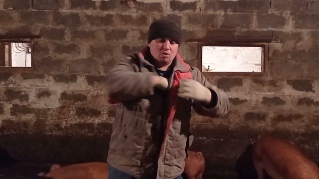 Польский Рецепт, Стартового Корма Для Свиней .В месяц не меньше 10 кг смотреть онлайн