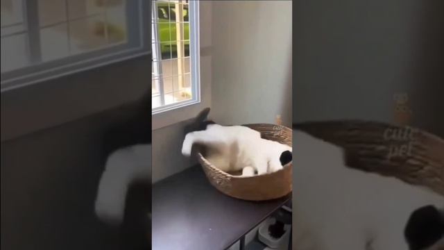 #врек#котики#приколы#смешное#животные смотреть онлайн