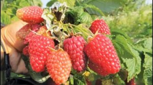 РЕМОНТАНТНЫЙ СОРТ МАЛИНЫ КАРАМЕЛЬКА-описание