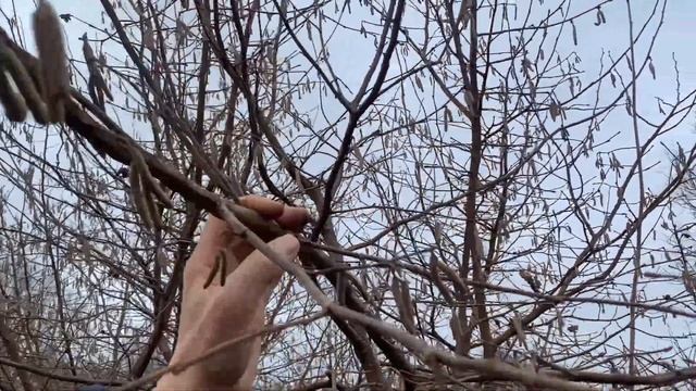 ФУНДУК в БЕЛАРУСИ .ОСВОБОДИЛ КУСТЫ , ВЫКОПАЛ САЖЕНЦЫ ОТВОДКИ. ИНФОРМАЦИЯ для НАЧИНАЮЩИХ #фундук смотреть онлайн